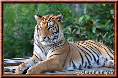 Panthera tigris altaica