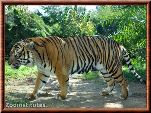 Panthera tigris sumatrae