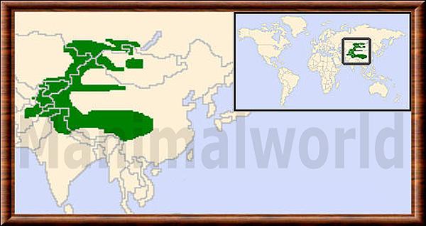 Panthera uncia repartition