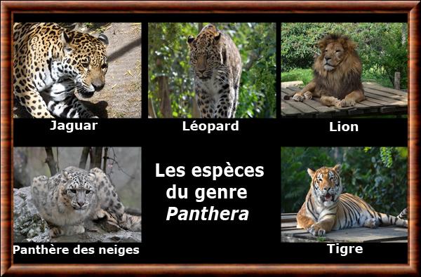 Panthera