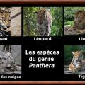 Panthera