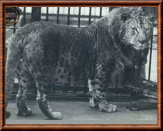 Panthera leopardus