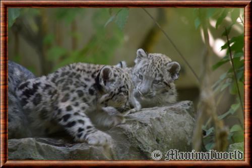 Panthere des neiges juvenile Mulhouse zoo