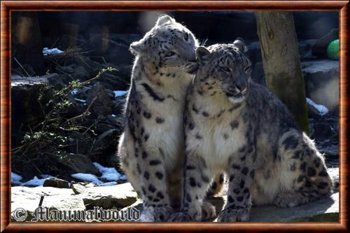 Panthere des neiges (Panthera uncia)