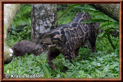 Panthere nebuleuse de Borneo (Neofelis diardi borneensis)