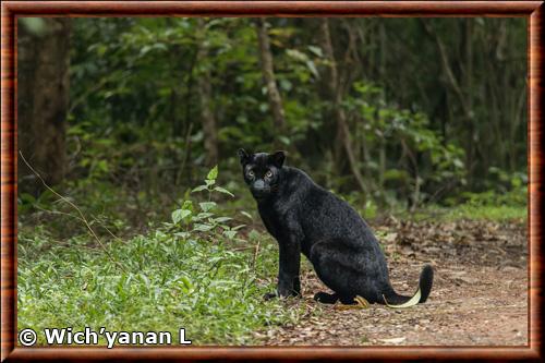 Panthere noire d'Indochine