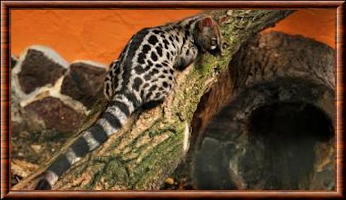 Panther genet