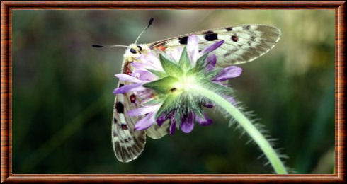 Papillon petit Apollon