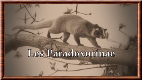 Paradoxurinae