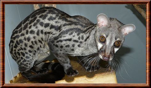 Pardine genet