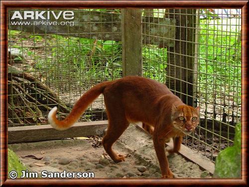 Pardofelis badia