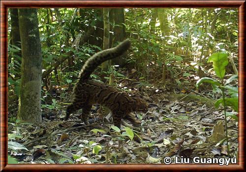 Chat marbre d Asie (Pardofelis  marmorata  charltonii)