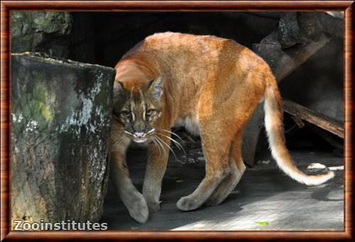 Chat de Temminck chinois (Pardofelis temminckii dominicanorum)