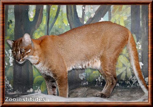 Chat de Temminck du sud (Pardofelis temminckii temminckii)