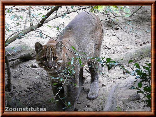 Chat de Temminck tibetain (Pardofelis temminckii tristis)