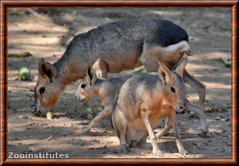 Patagonian mara