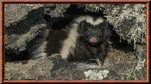 Patagonian hog-nosed skunk
