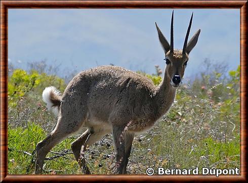 Pelea au parc national Bontebok.jpg