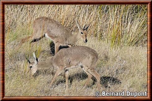 Pelea capreolus