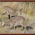 Pelea capreolus