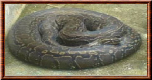 Python de seba