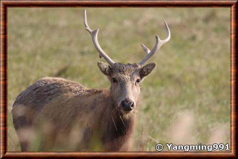 Pere David's Deer (Elaphurus davidianus)