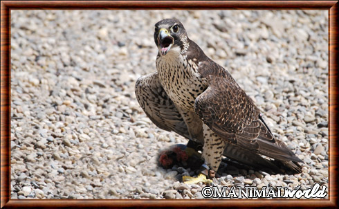 Peregrine falcon