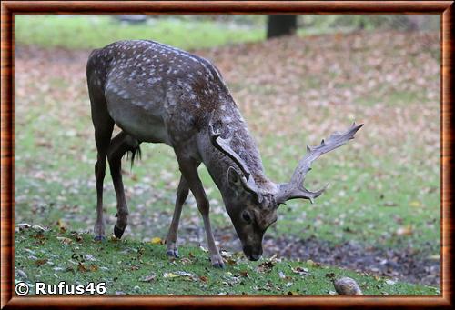 Persian fallow deer (Dama dama mesopotamica)