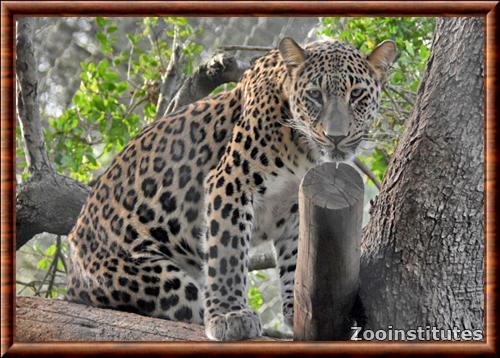 Persian leopard (Panthera pardus saxicolor)