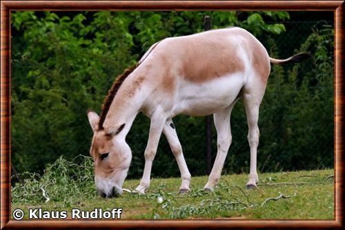 Persian onager (Equus hemionus onager