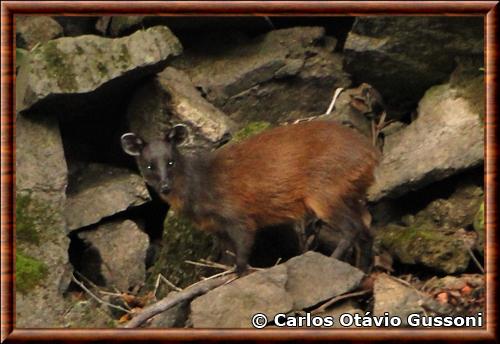 Peruvian dwarf brocket