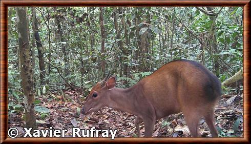 Peter's Duiker