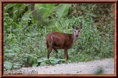 Petit daguet rouge (Mazama bororo)