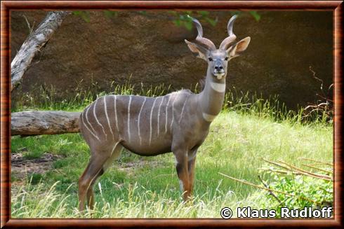 Petit koudou (Tragelaphus imberbis)