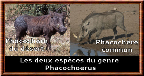 Phacochoerus