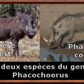 phacochoerus