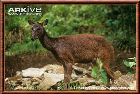 Philippine deer