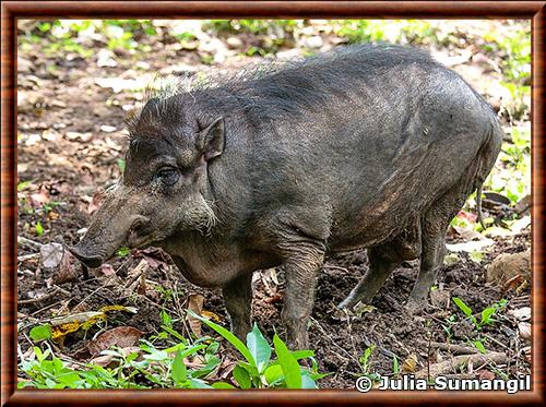 Philippine Warty Pig