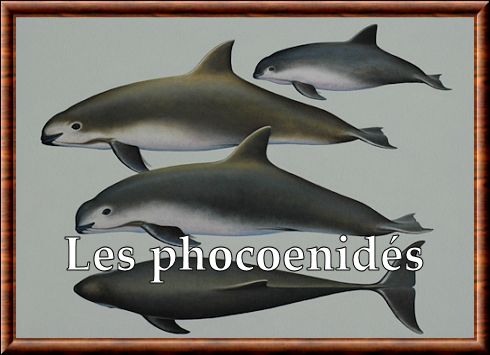 Phocoenidae