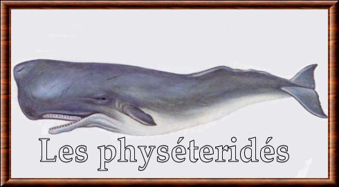 Physeteridae