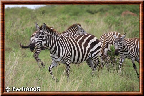 Plains zebra Equus quagga