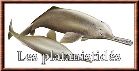 Platanistidae