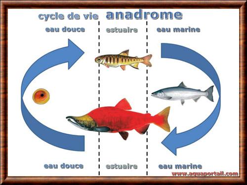 Poisson anadrome