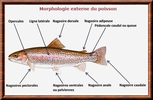 Poisson anatomie externe