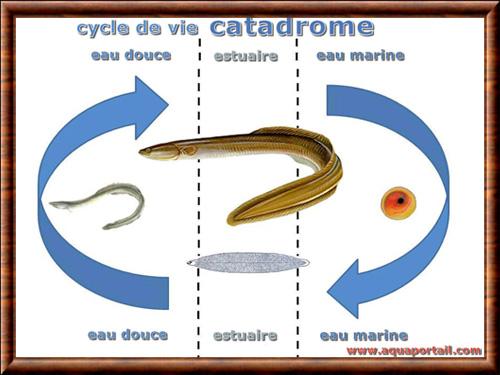 Poisson catadrome