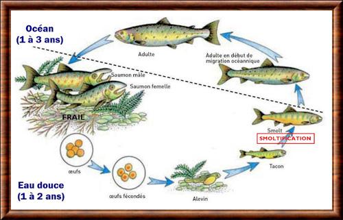 Poisson cycle de vie