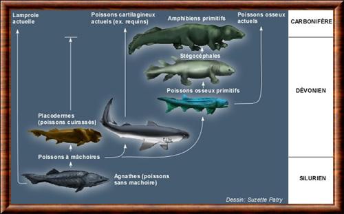 Evolution des poissons