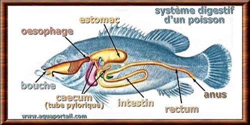 Poisson systeme digestif