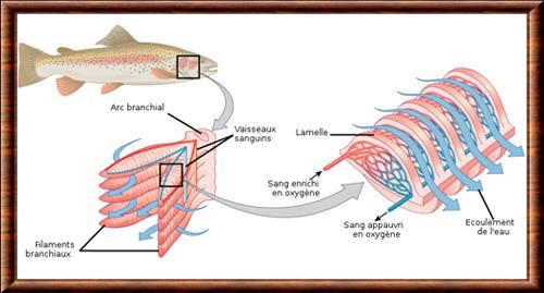 Poisson systeme respiratoire