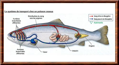 Poisson systeme sanguin